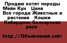 Продаю котят породы Мейн Кун › Цена ­ 12 000 - Все города Животные и растения » Кошки   . Кабардино-Балкарская респ.